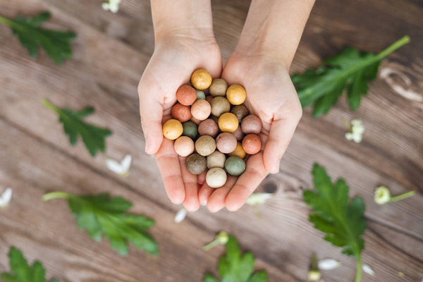 “A Gift for You” Wildflower Egg Carton | 6 Seed Balls
