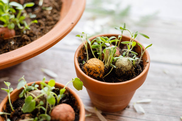 “A Gift for You” Wildflower Egg Carton | 6 Seed Balls