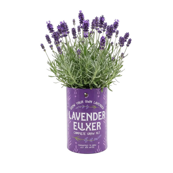 Soda Can Flower Grow Kit | Lavender Daisy Pansy | Garden Set