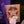Load image into Gallery viewer, A packaged Christmas greeting card or gift wrap featuring a gold star, red circular pattern, white snowflakes, a black-and-white gingham bow, and a hanging red-and-white ornament tag that reads 'Merry Christmas.' It is photographed beside a purple tote bag with partial branding visible, with dark background and small greenery/red berry props around it.
